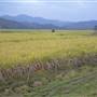 Wooyung Cane Fields