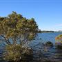 Bermagui