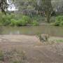 Whylandra Crossing, Dubbo