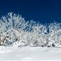 Thredbo