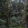 Cathedral of Ferns - Mount Wilson