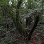 Cathedral of Ferns - Mount Wilson