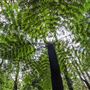 Cathedral of Ferns - Mount Wilson