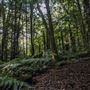 Cathedral of Ferns - Mount Wilson