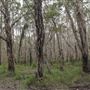 Cudgen Creek