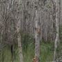 Cudgen Creek