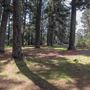 Jenolan State Forest