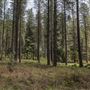 Jenolan State Forest