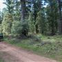 Jenolan State Forest