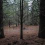 Dingo Road Arboretum - Vulcan State Forest