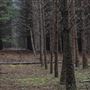 Dingo Road Arboretum - Vulcan State Forest