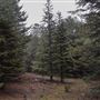 Dingo Road Arboretum - Vulcan State Forest