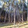 Dingo Road Arboretum - Vulcan State Forest