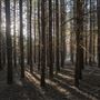 Dingo Road Arboretum - Vulcan State Forest