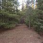 Dingo Road Arboretum - Vulcan State Forest