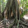 Ardeena - Jungle / Rainforest Private Property