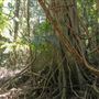 Ardeena - Jungle / Rainforest Private Property