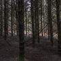 Douglas Fir Stand - Vulcan State Forest