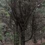 Douglas Fir Stand - Vulcan State Forest