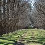 Armidale