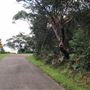 Nielsen Park
