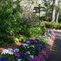 Camelia Gardens