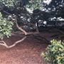 Mick Ryan Park - Big Fig Tree