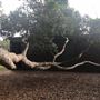 Mick Ryan Park - Big Fig Tree
