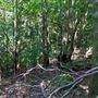 Glengariff Estate Rainforest