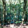 Glengariff Estate Rainforest