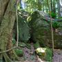 Glengariff Estate Rainforest