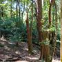 Glengariff Estate Rainforest