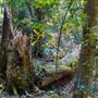Glengariff Estate Rainforest