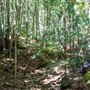 Glengariff Estate Rainforest