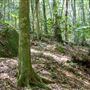 Glengariff Estate Rainforest