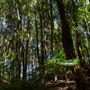 Glengariff Estate Rainforest