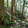 Glengariff Estate Rainforest