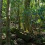Glengariff Estate Rainforest