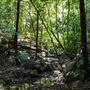 Glengariff Estate Rainforest