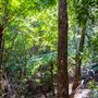 Glengariff Estate Rainforest