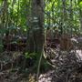 Glengariff Estate Rainforest