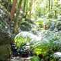 Glengariff Estate Rainforest