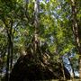 Glengariff Estate Rainforest