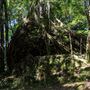 Glengariff Estate Rainforest