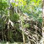 Glengariff Estate Rainforest