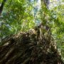 Glengariff Estate Rainforest