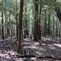 Otford Farm - Jungle Set Build Site