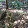 Otford Farm - Jungle Set Build Site