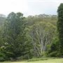 Otford Farm - The Pines Paddock with Jungle Gully