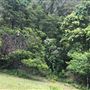 Otford Farm - The Pines Paddock with Jungle Gully